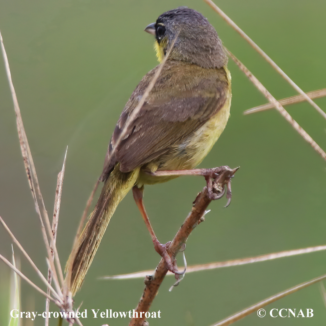 Gray-crowned Yellowthroat