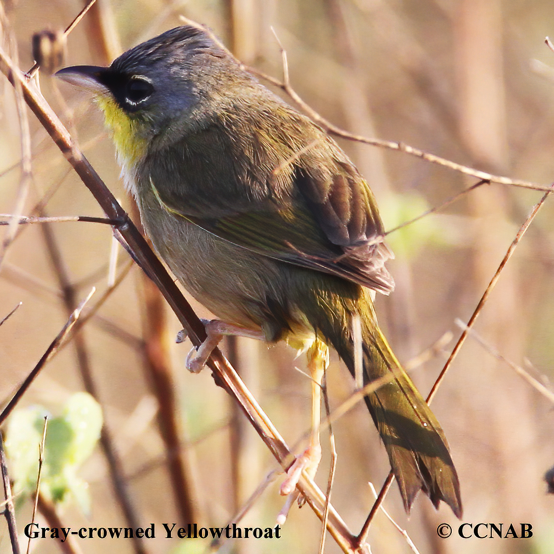 Gray-crowned Yellowthroat