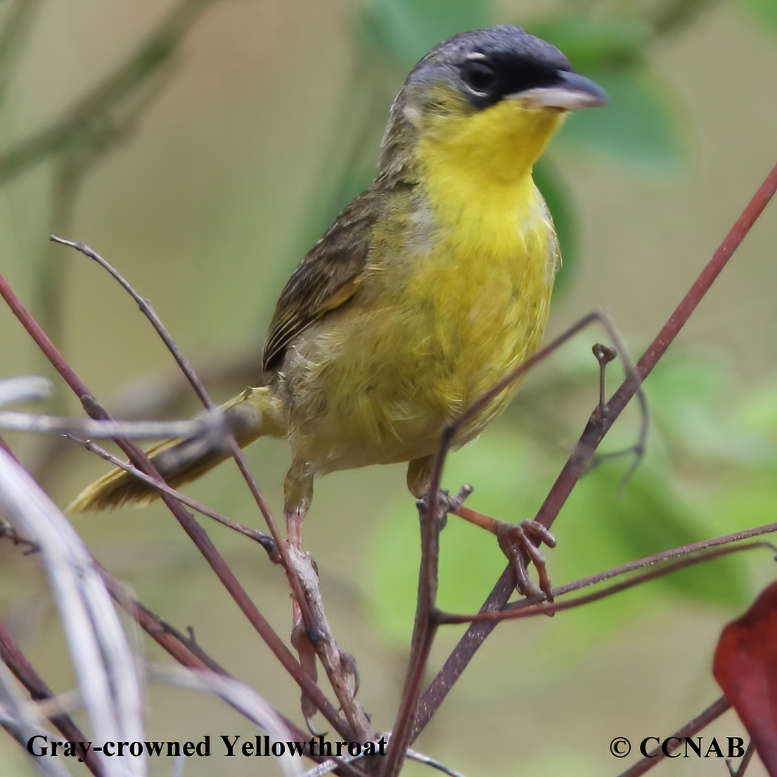 Gray-crowned Yellowthroat