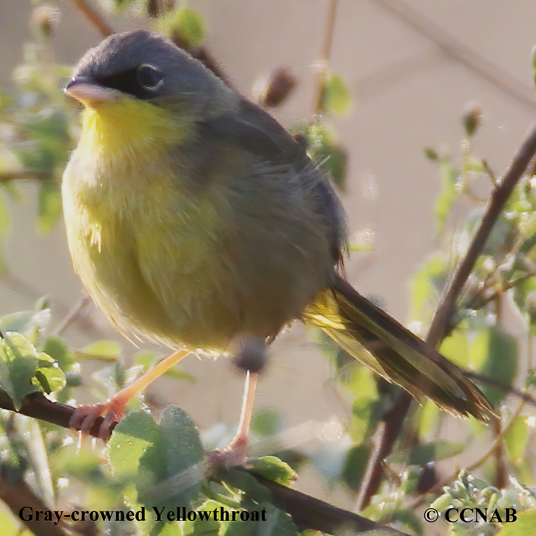 Birds of North America