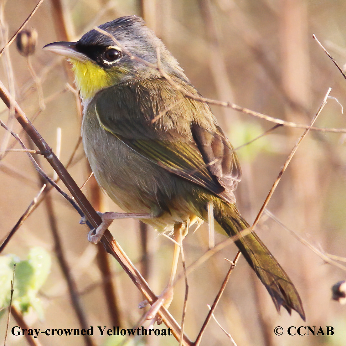 Gray-crowned Yellowthroat