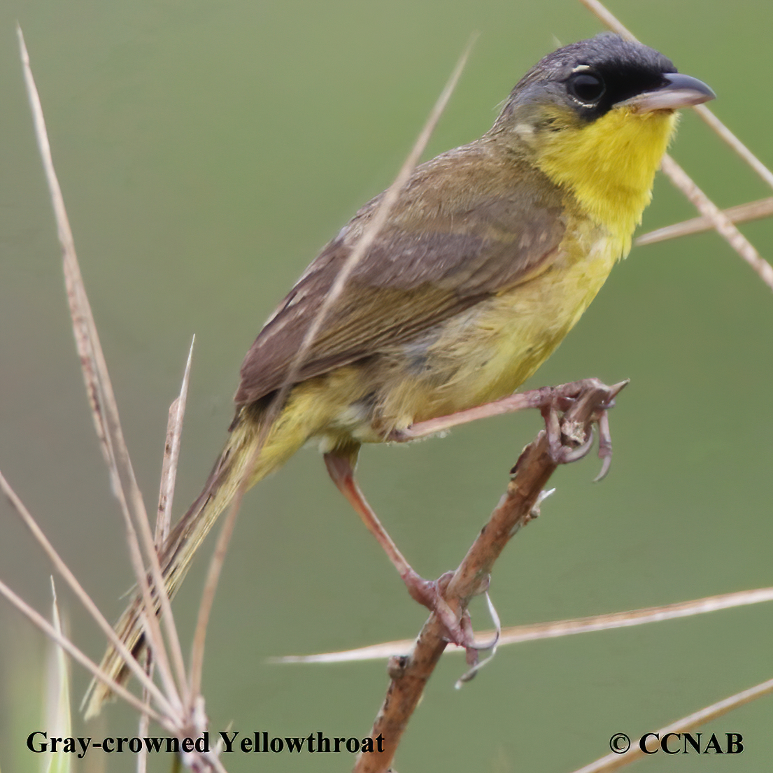 Gray-crowned Yellowthroat