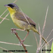 Gray-crowned Yellowthroat range map