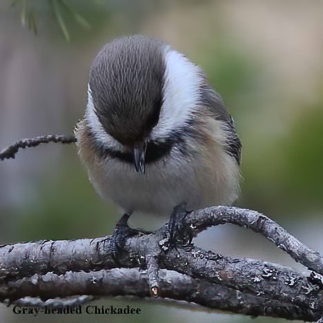 Gray-headed Chickadee