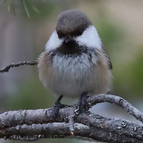 Gray-headed Chickadee