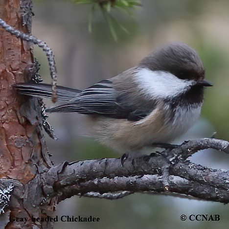 Gray-headed Chickadee