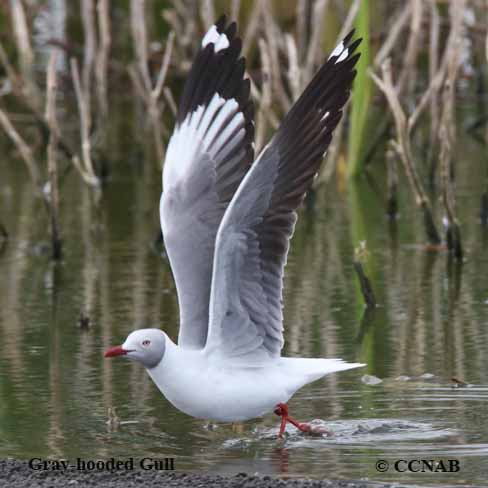 Gray-hooded Gull