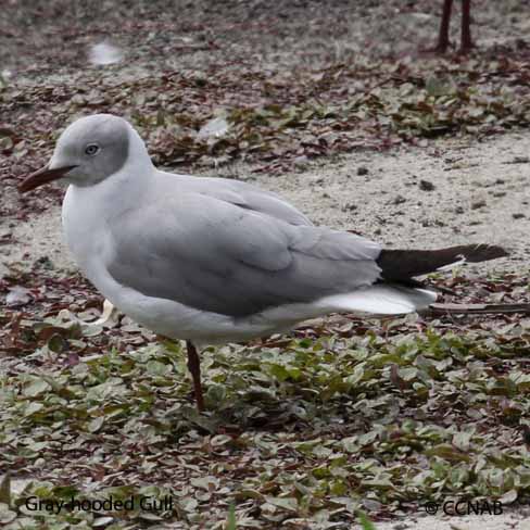 Gray-hooded Gull