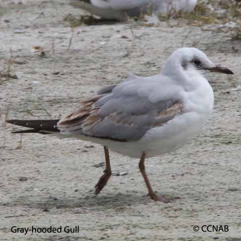 Gray-hooded Gull