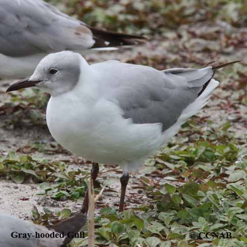 Gray-hooded Gull