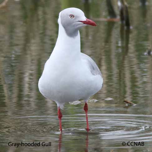 Gray-hooded Gull