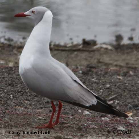 Birds of North America