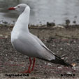 Gray-hooded Gull range map