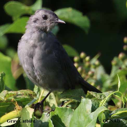 Gray Catbird