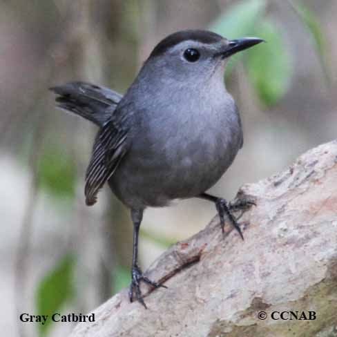 Gray Catbird