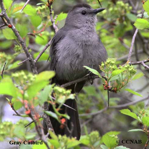 Gray Catbird