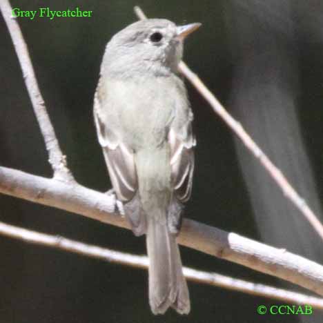 Gray Flycatcher