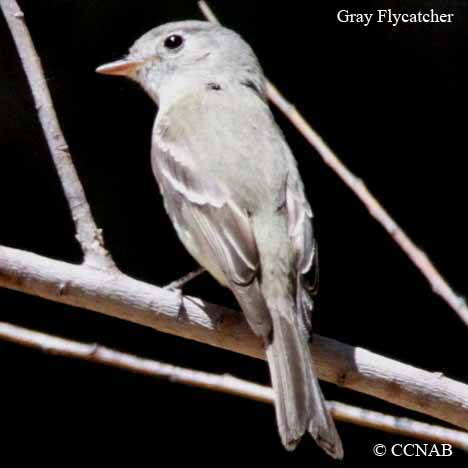 Gray Flycatcher