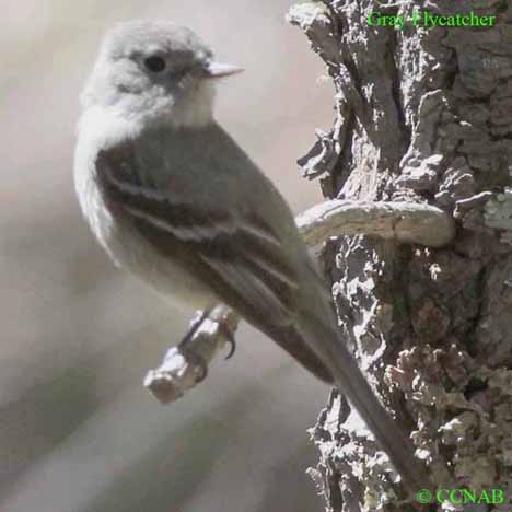 Gray Flycatcher