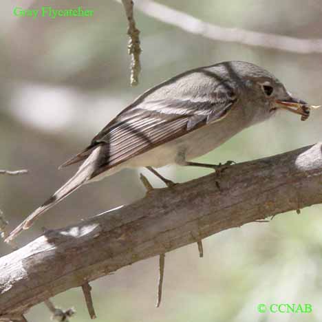 Birds of North America