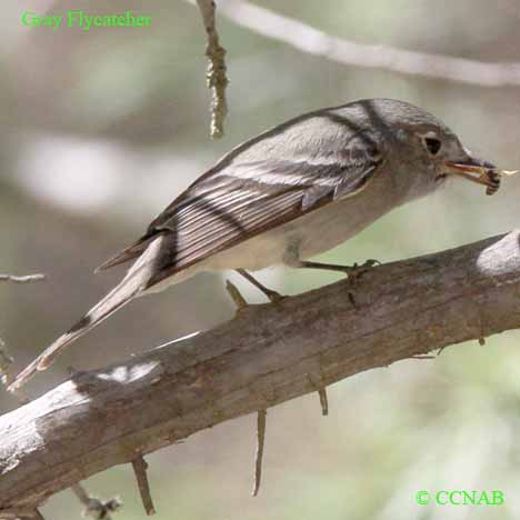 Gray Flycatcher