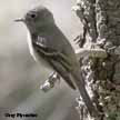 Gray Flycatcher range map