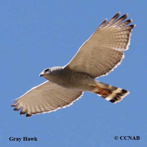 Gray Hawk