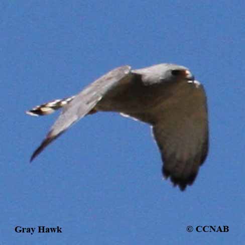 Gray Hawk