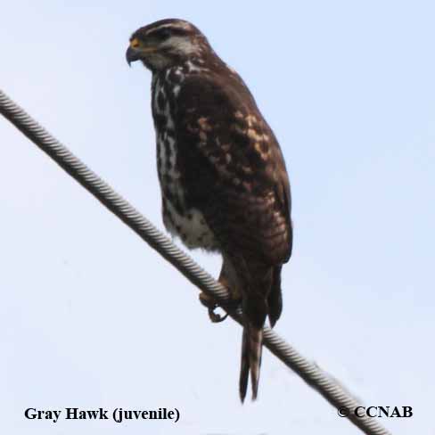 Gray Hawk