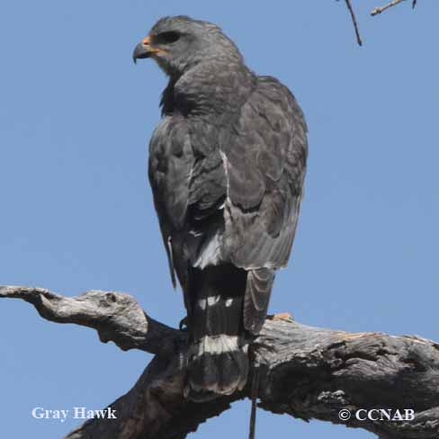 North American hawks