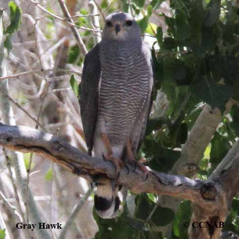 Gray Hawk