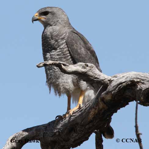 Birds of North America