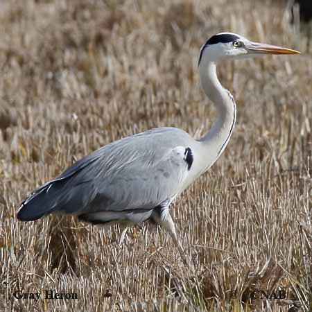 Gray Heron