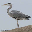 Gray Heron