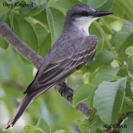 Birds of North America