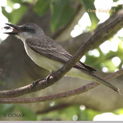 Birds of North America