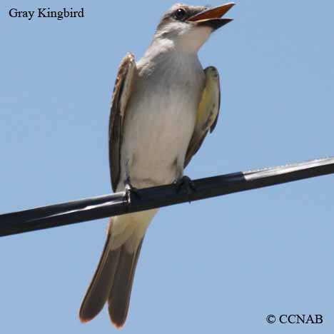 Birds of North America