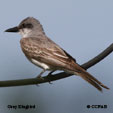 Gray Kingbird range map