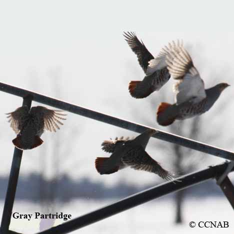 Gray Partridge