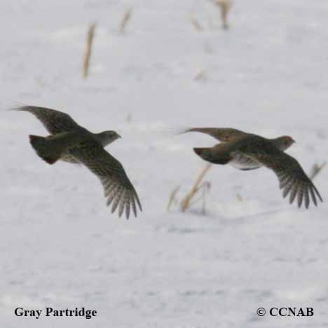 Gray Partridge