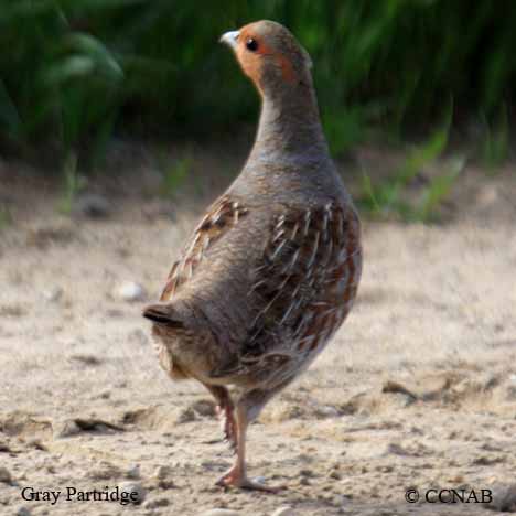 Gray Partridge