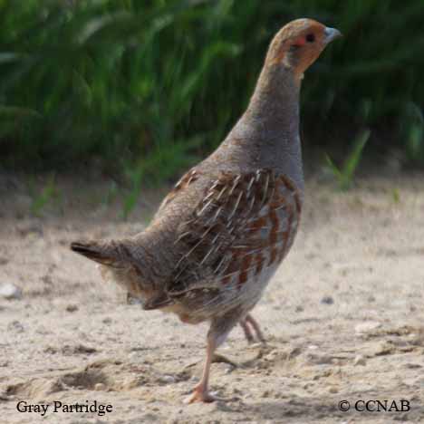 Gray Partridge