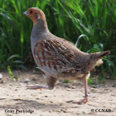 Birds of North America