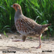 Gray Partridge range map