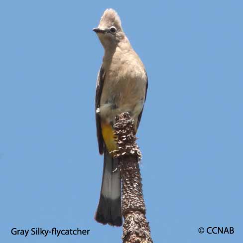 Gray Silky-flycatcher