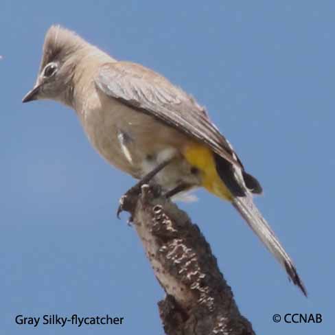 Birds of North America