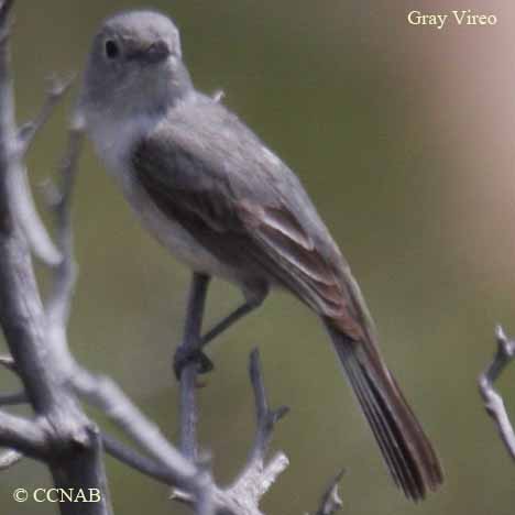 Gray Vireo