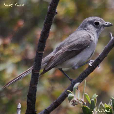 Gray Vireo