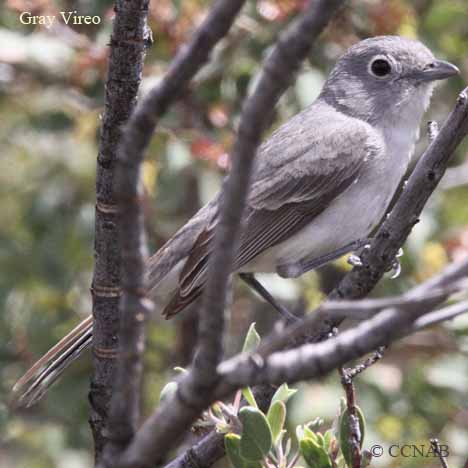 Gray Vireo