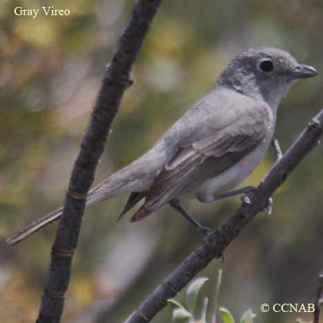 Gray Vireo range map